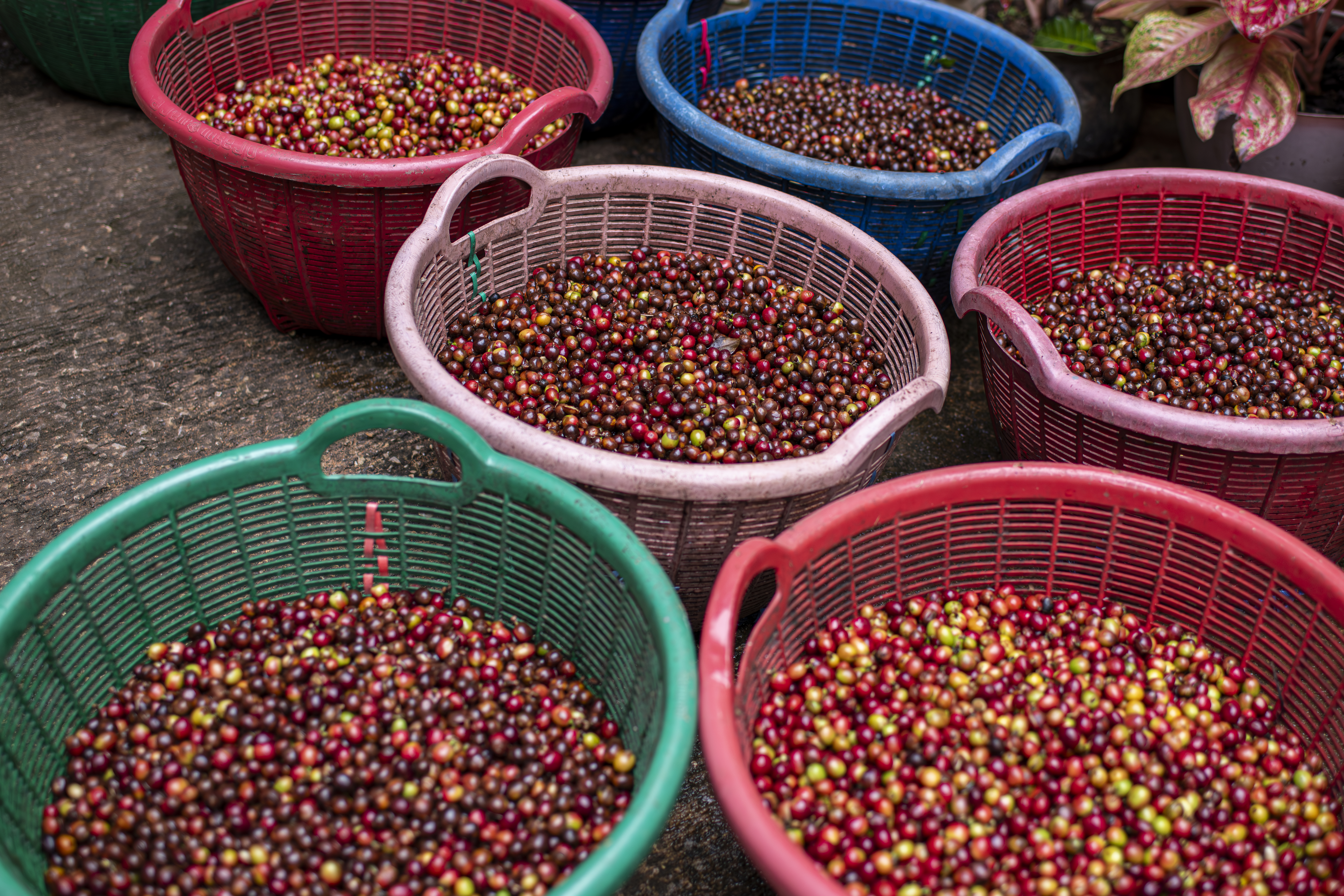 Baskets of freshly picked cherries, part of how we grow sustainable Colombian coffee