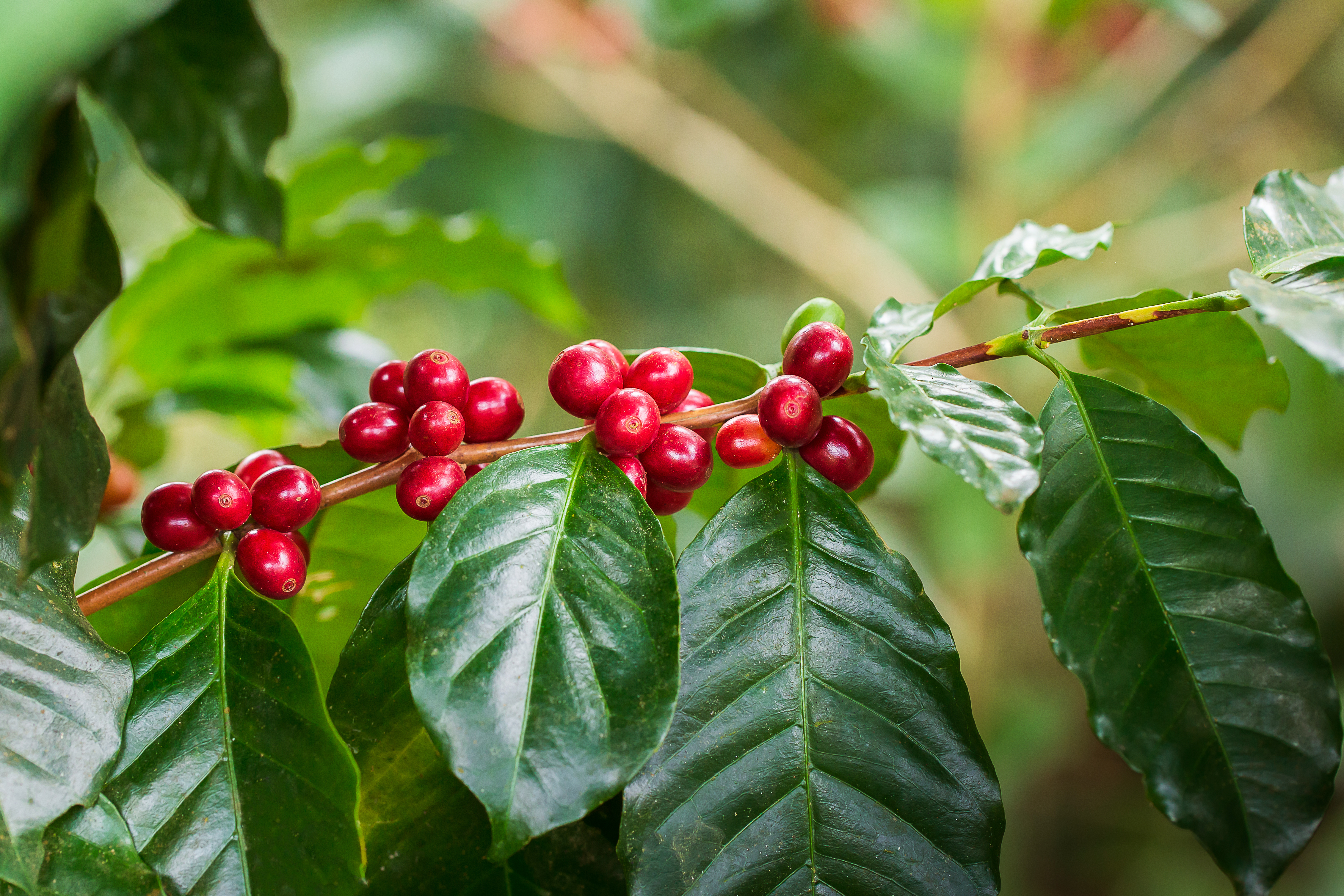 Ripening coffee cherries on the branch at our Colombian coffee farm