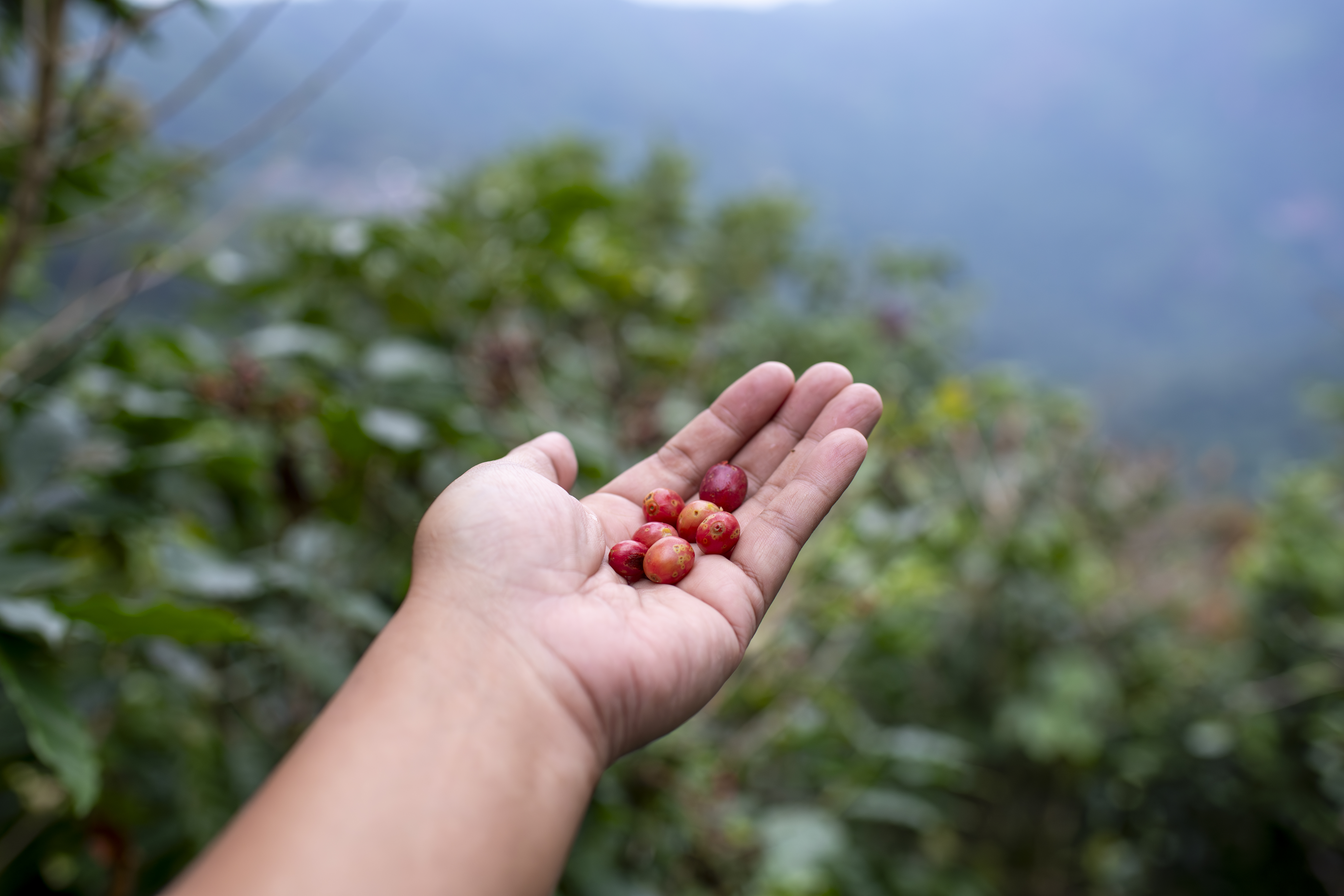 Authentic Colombian coffee harvest at El Paraíso farm