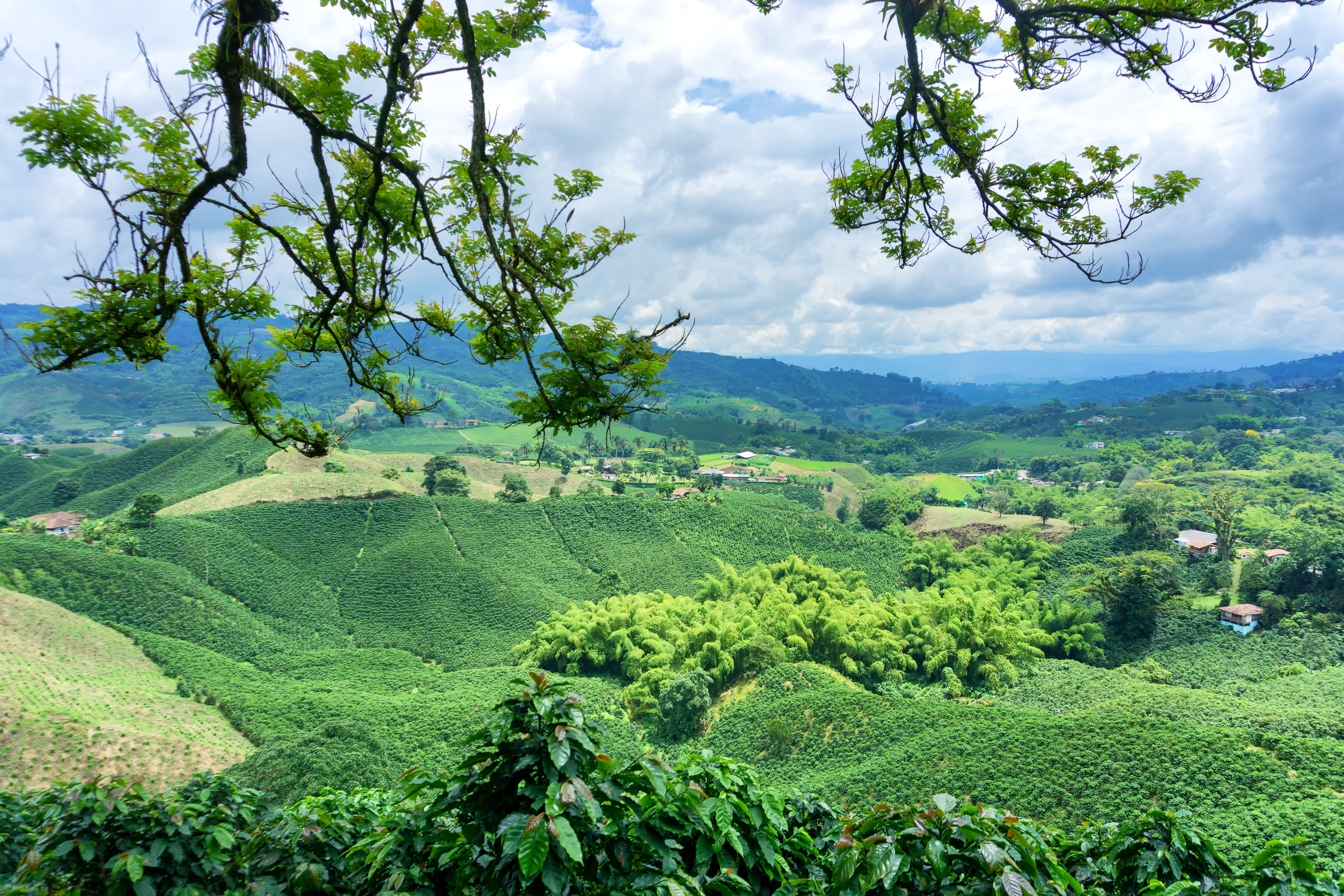 How to brew Colombian coffee starts with this landscape in Risaralda